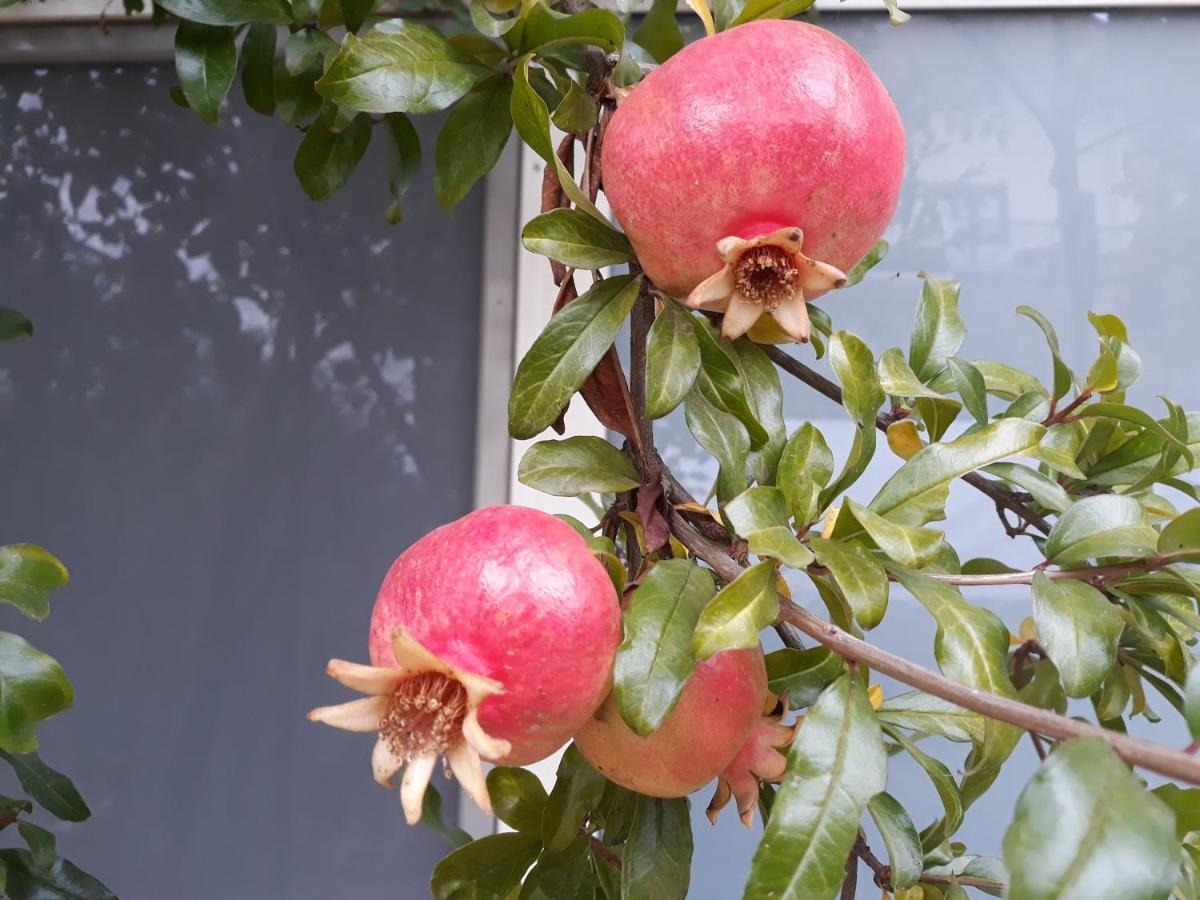 Il Melograno Bed & Breakfast Borgo San Dalmazzo Dış mekan fotoğraf